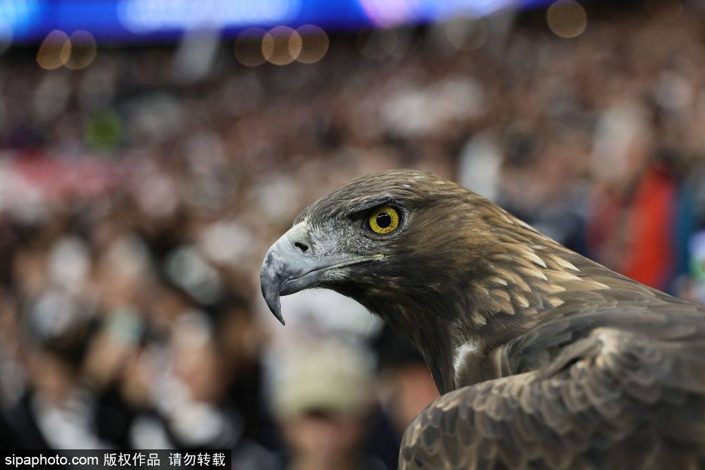 力和边路插 力和边路插